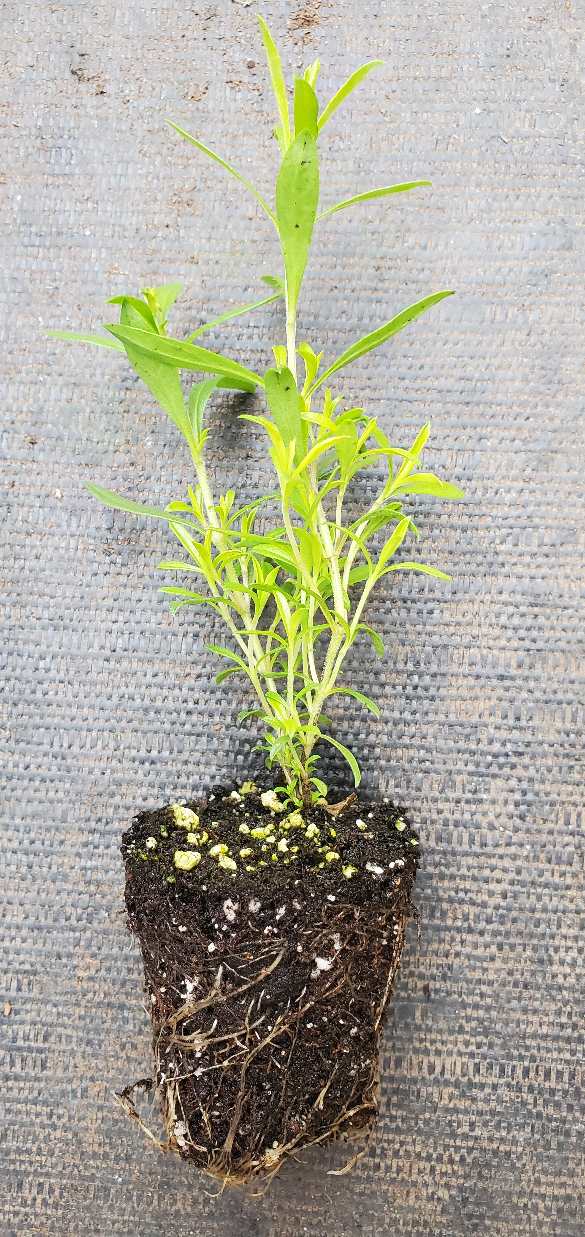 Yugoslavian Winter Savory Satureja Adamovica - Image 2